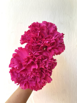 CLAVEL FLAMENCA GRANDE
